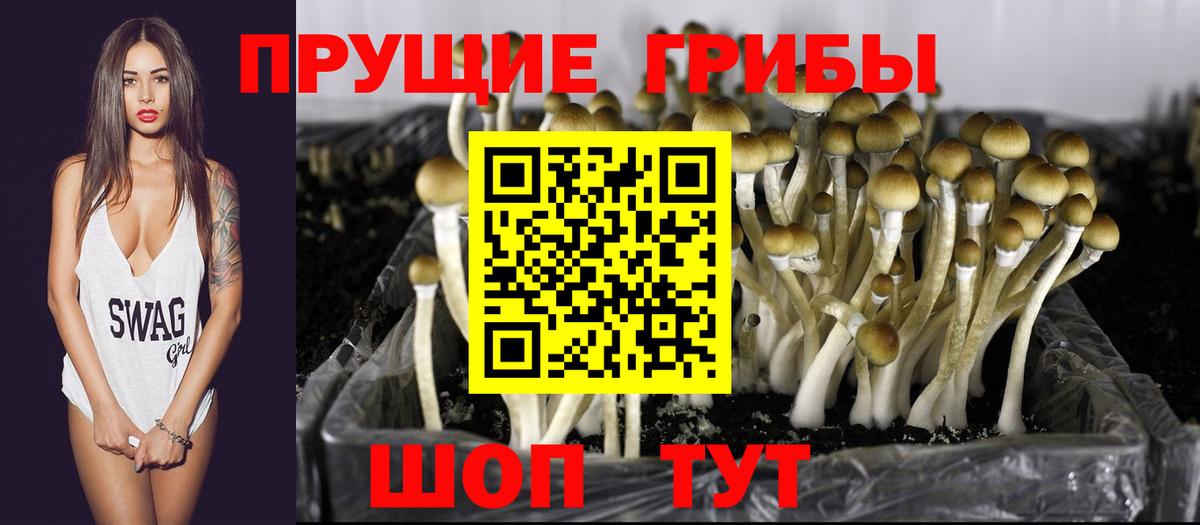 цена   Вход с VPN  Нововоронеж  Галлюциногенные грибы GOLDEN TEACHER 